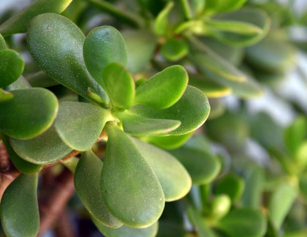 Fleur de jade